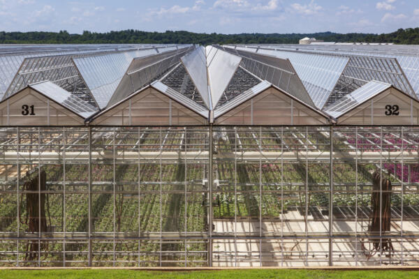 Metrolina Greenhouse 10